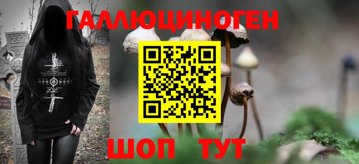 Псилоцибиновые грибы Psilocybe Будённовск